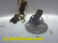 /home//u458753944/public_html/sourcegallery//Roxborough Toad Detour/2013-2019/2014/2014-06-14/P1160298.JPG
